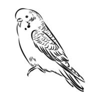 budgie vector sketch