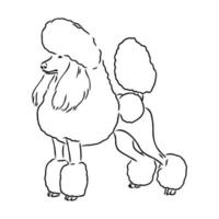 poodle dog vector sketch