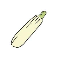 zucchini vector sketch