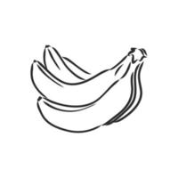 banana vector sketch