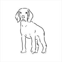 beagle dog vector sketch