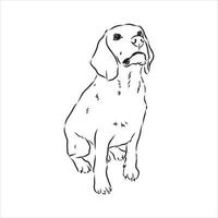 dibujo vectorial de perro beagle