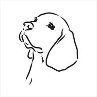 dibujo vectorial de perro beagle