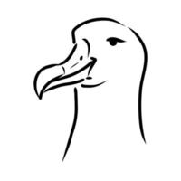 dibujo vectorial de albatros vector