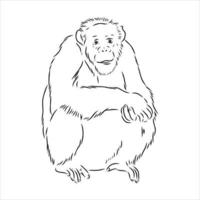 dibujo vectorial de chimpancé vector