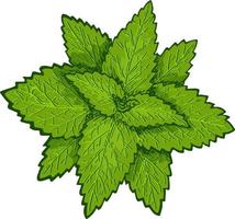 menta. hojas de menta, planta de menta. dibujo botánico vector