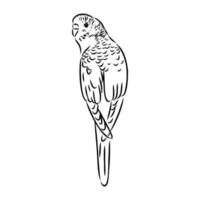 budgie vector sketch