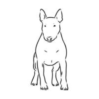 bull terrier vector sketch