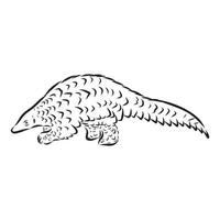 pangolin vector sketch