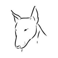 bull terrier vector sketch