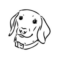 dachshund vector sketch