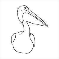 pelican vector sketch