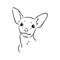 toy terrier vector sketch