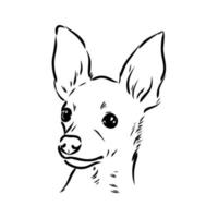 toy terrier vector sketch