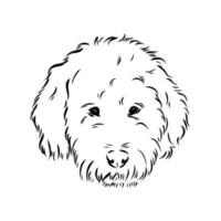 australian poodle vector sketch