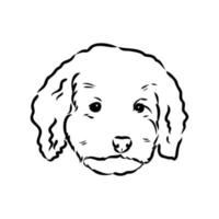 australian poodle vector sketch