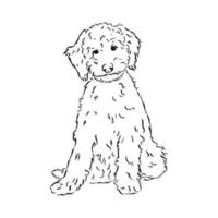 australian poodle vector sketch