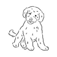 australian poodle vector sketch