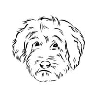 australian poodle vector sketch