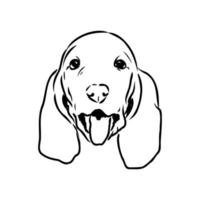 basset hound vector sketch