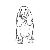 basset hound vector sketch