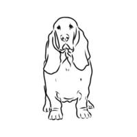 dibujo vectorial de basset hound vector