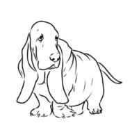 dibujo vectorial de basset hound vector