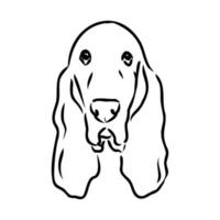 basset hound vector sketch