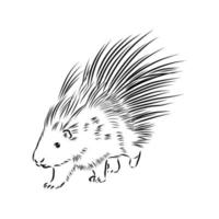 porcupine vector sketch