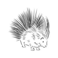 porcupine vector sketch