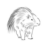 porcupine vector sketch