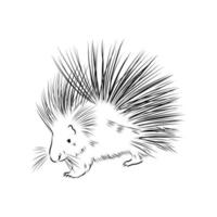 porcupine vector sketch