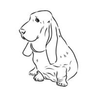 dibujo vectorial de basset hound vector