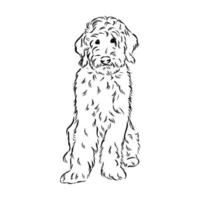 australian poodle vector sketch