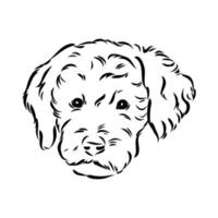 australian poodle vector sketch