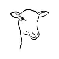 sheep vector sketch