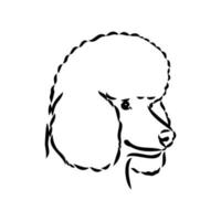 poodle dog vector sketch