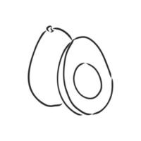 avocado vector sketch