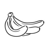 banana vector sketch