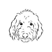 australian poodle vector sketch