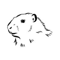 groundhog vector sketch