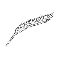 wheat vector sketch