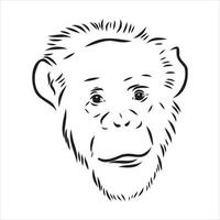 dibujo vectorial de chimpancé vector