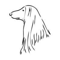 afghan hound vector sketch