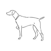 pointer dog vector sketch