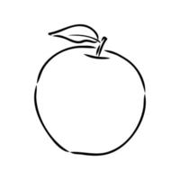 dibujo vectorial de manzana vector