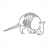 armadillo animal vector sketch