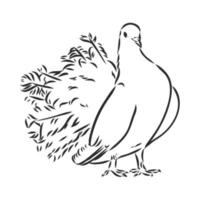 pigeon vector sketch