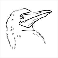 blue-legged booby vector sketch