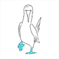 blue-legged booby vector sketch